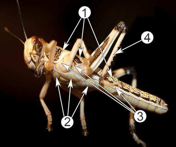 Наружная сегментация тела насекомых. Сегментация членистоногих. Насекомые строение тела отделы тела. Наружное строение насекомых рисунок. Сегментация тела насекомых.