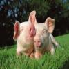 Pig0911